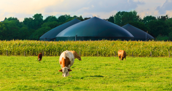 Biomasse_Kraftwerk_Teaser_600 x 320.jpg